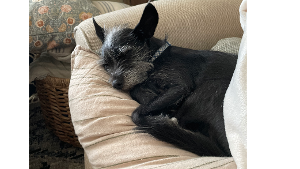 Lost Pet: Auto Ro Taylor