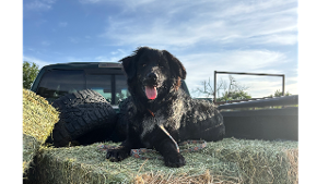 Lost Pet: Bondi Auhl