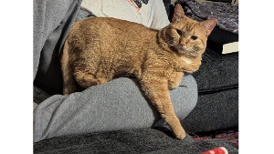 Lost Pet: Ramen (previously Candy)