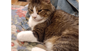 Lost Pet: Maximus Adam