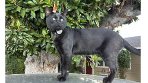 Lost Pet: Shadow