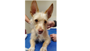 Lost Pet: 19/20C04  Juniper