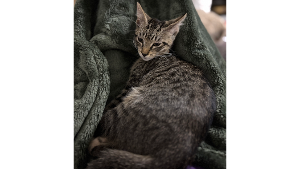 Lost Pet: Mavis Skinner