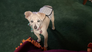 Lost Pet: Oliver (Ollie)