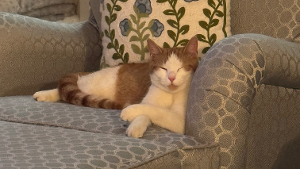 Lost Pet: Max Monroe