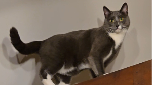 Lost Pet: King KitCat