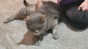 Lost Pet: Ms. Earl Grey