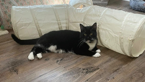 Lost Pet: Boots