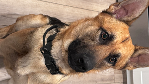 Lost Pet: Panther Jack