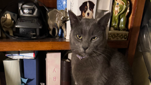 Lost Pet: Tommy Lojano