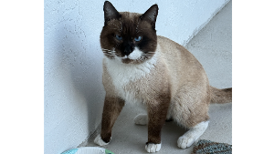 Lost Pet: Smokey Reefer Norville