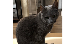 Lost Pet: Halo
