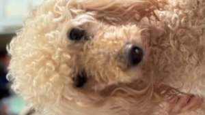 Lost Pet: Lila Florencia