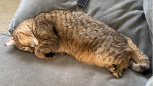 Lost Pet: george