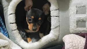 Lost Pet: Buddy Medley