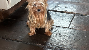 Lost Pet: Vinnie