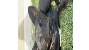 Lost Pet: Rex Paredes