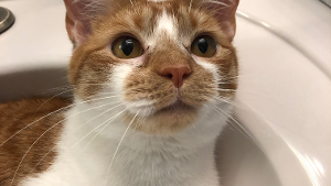 Lost Pet: Tyson