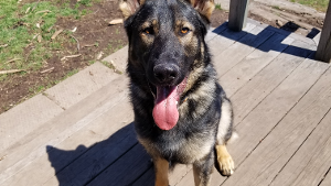 Lost Pet: Archie
