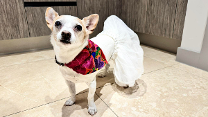 Lost Pet: Piper