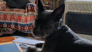 Lost Pet: Georgie