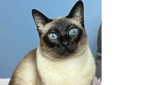 Lost Pet: Hope