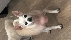 Lost Pet: Paloma