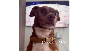 Lost Pet: Stark