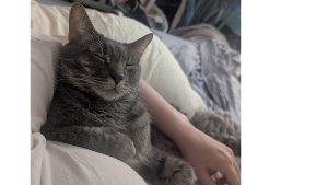 Lost Pet: Richard