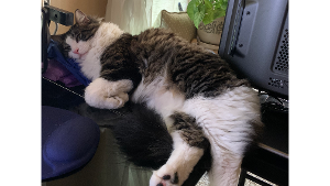 Lost Pet: Rum Tum Tugger