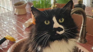 Lost Pet: Chairman Meow