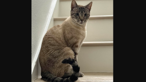 Lost Pet: Chipp