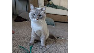 Lost Pet: NIMBUS