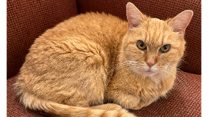 Lost Pet: Sue