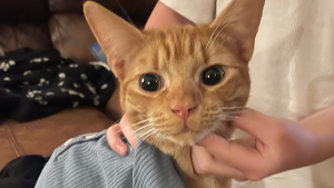 Lost Pet: Pumpkin