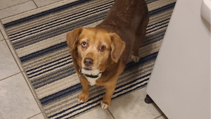 Lost Pet: STELLA