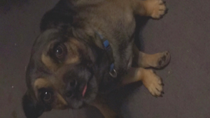 Lost Pet: Shauncey