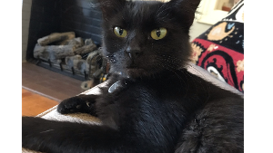 Lost Pet: Furrina