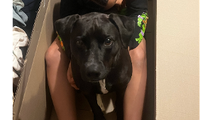 Lost Pet: Bowie