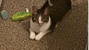 Lost Pet: Newt