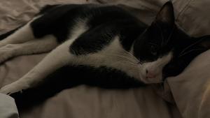 Lost Pet: Oreo