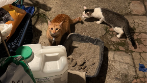 Lost Pet: Nico