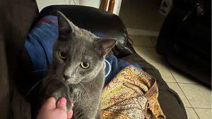 Lost Pet: Baby