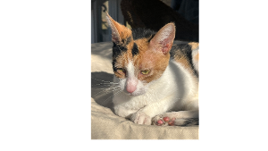 Lost Pet: Luma