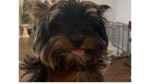 Lost Pet: Parker Jamal Washington