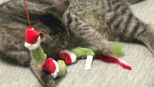 Lost Pet: Gretel bonded w/ Hansel