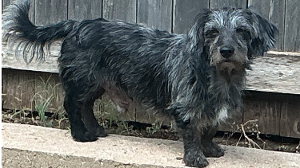 Lost Pet: Freddy