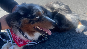 Lost Pet: Koko