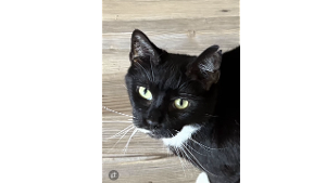 Lost Pet: Jill