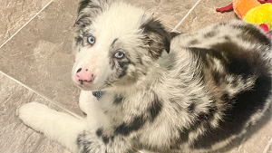 Lost Pet: Blue